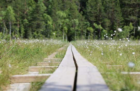 Koronakriisi näkyy selvimmin lomautusten kasvuna